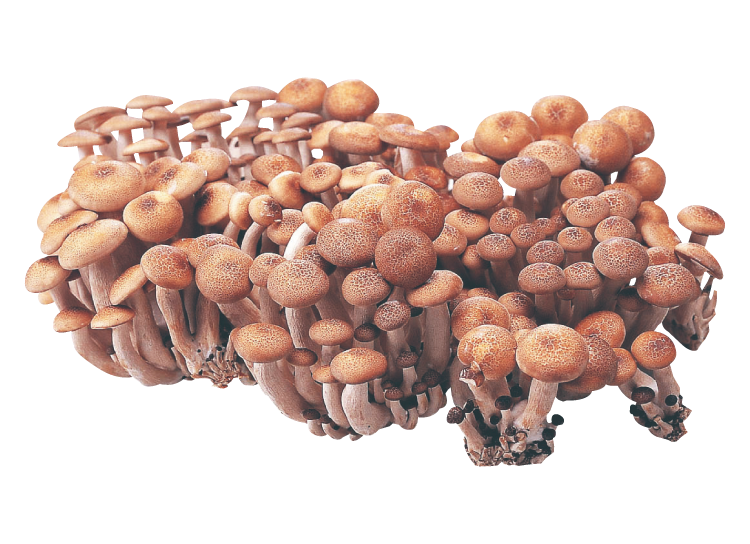 Webチラシ イオン琉球株式会社