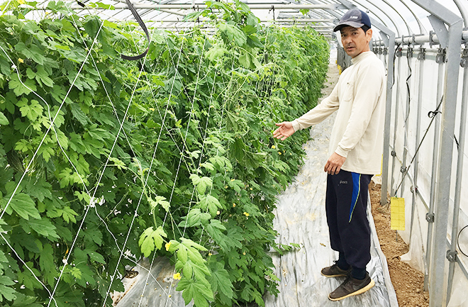 夏野菜の王様 ゴーヤーで暑い季節を乗り切ろう 選び方やレシピを紹介 Sanchu イオン琉球株式会社