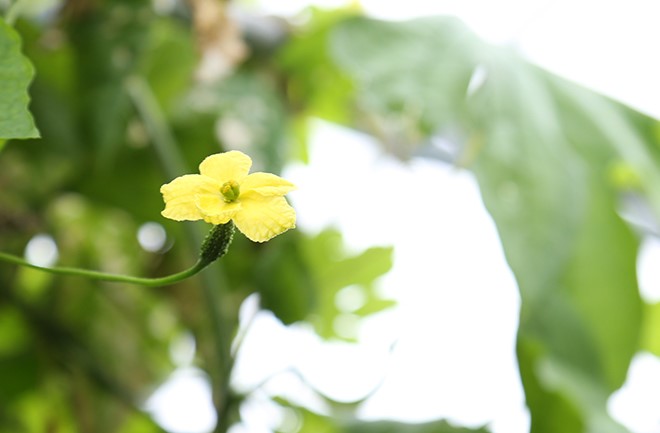 ゴーヤーの花