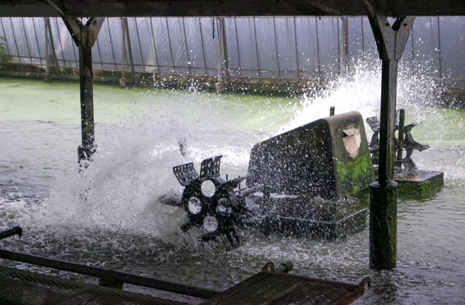 池内の水車