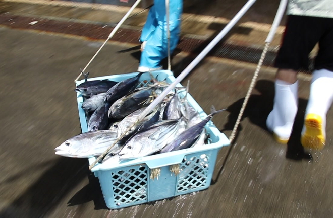 カツオを運ぶ