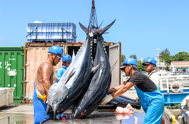 釣り上げた本マグロ