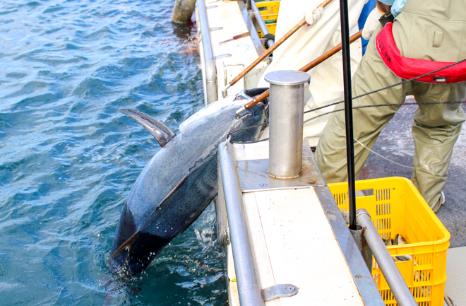 本マグロを釣り上げている様子