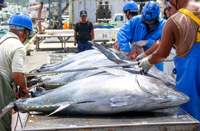 本マグロの体長測定