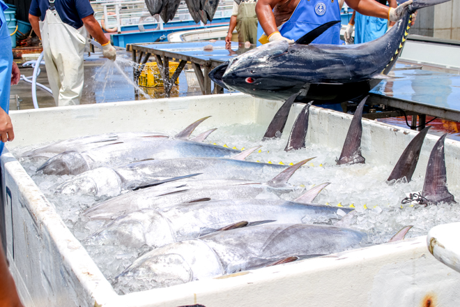 本マグロを冷している様子