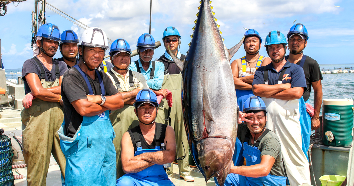 海の男たちが守るのは 鮮度とおいしさ 本部町の本マグロ養殖に密着 Sanchu イオン琉球株式会社