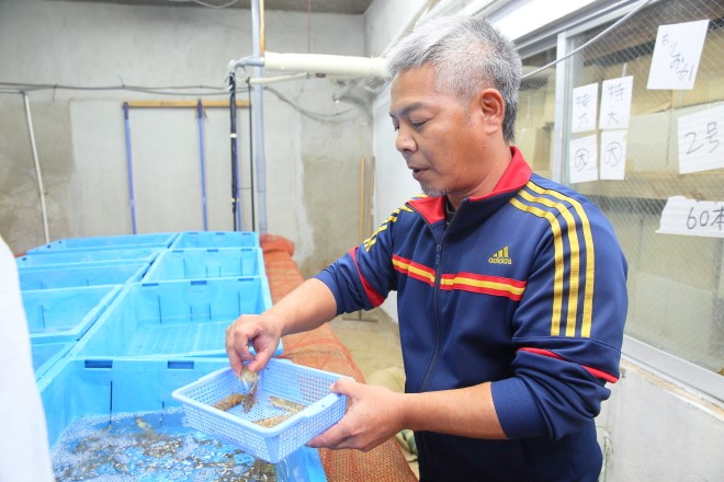 車エビの養殖の様子