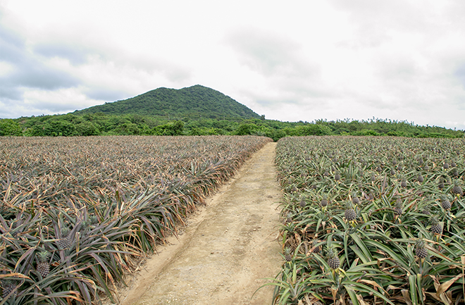 パイナップル畑の道